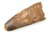 Fossil Spinosaurus Tooth - Feeding Worn Tip #250953-1